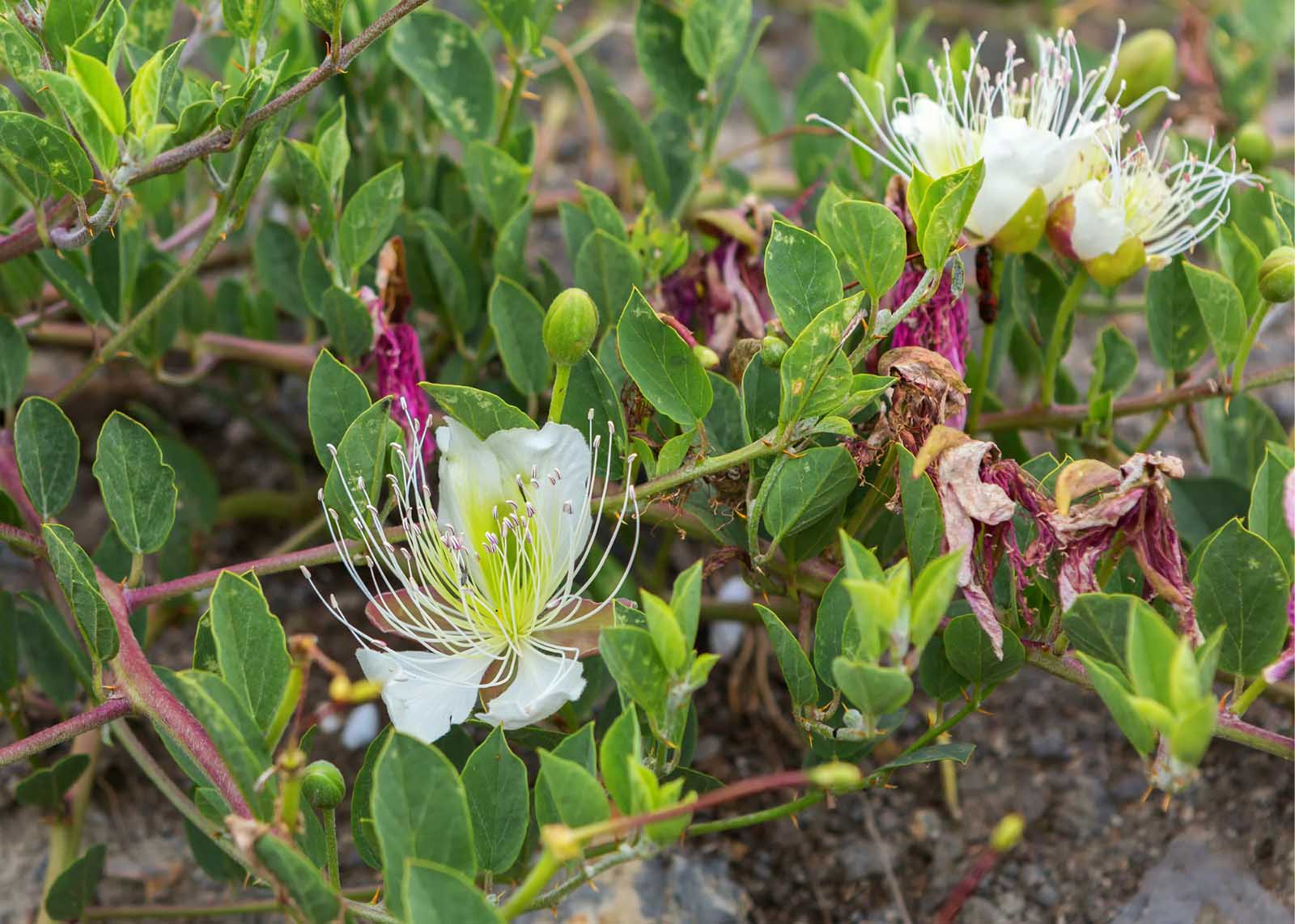 The Best Flowering Shrubs for Florida Landscapes
